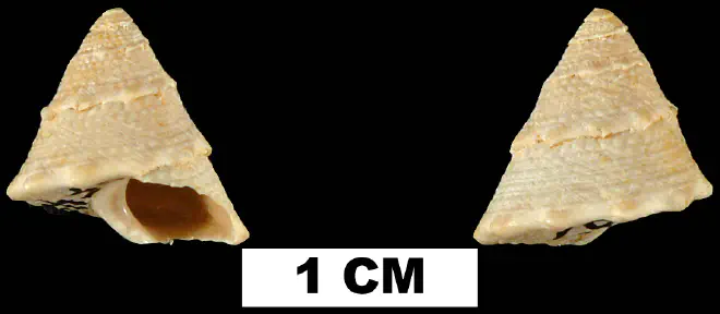 Lithopoma chipolana from the Early Miocene Chipola Fm. of Calhoun County, Florida (UF 40161).