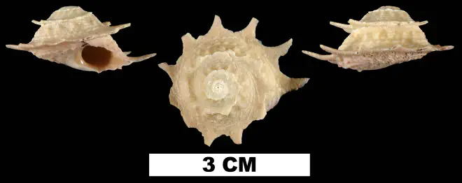 Astralium phoebium from the Middle Pleistocene Bermont Fm. of Palm Beach County, Florida (UF 200572).