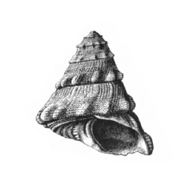 Specimen of Lithopoma precursor figured by Dall (1892, pl. 18, fig. 8); 35 mm in length.