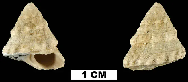 Lithopoma precursor from the Early Pleistocene Caloosahatchee Fm. of Hendry County, Florida (UF 58465).