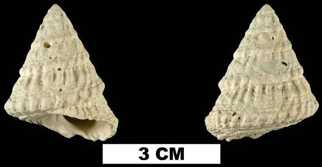 Lithopoma tectariaeformis from the Late Pliocene Tamiami Fm. (Pinecrest Beds) of Collier County, Florida (UF 58946).