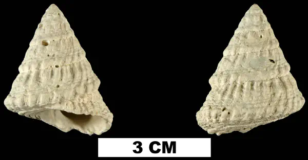 Lithopoma tectariaeformis