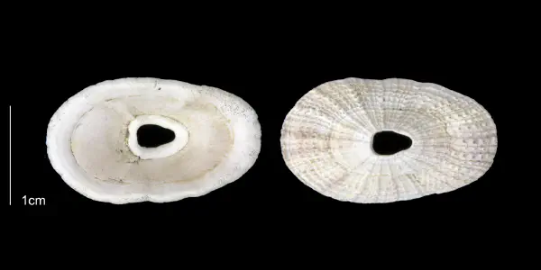 Lucapinella limatula