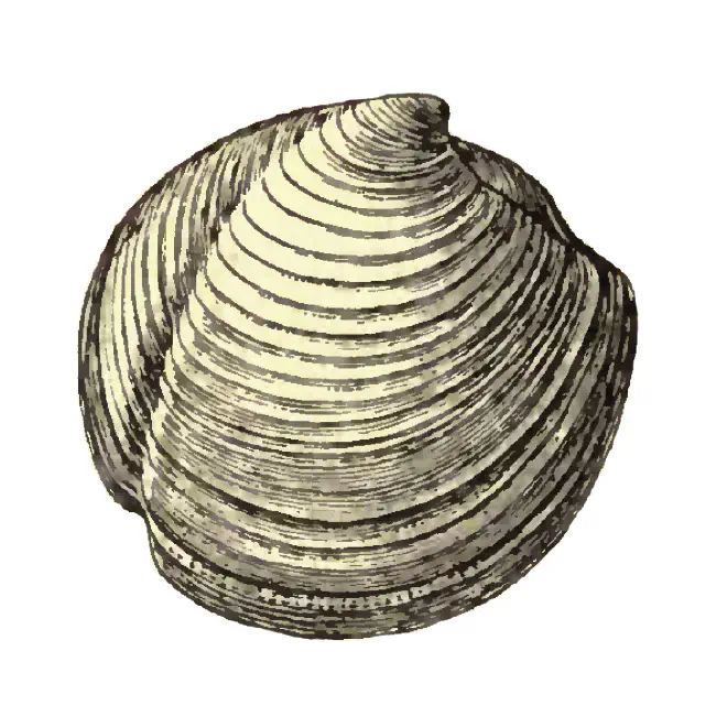 Specimen of Lucina glenni figured by Dall (1903, pl. 50, fig. 17); 30.0 mm in length.