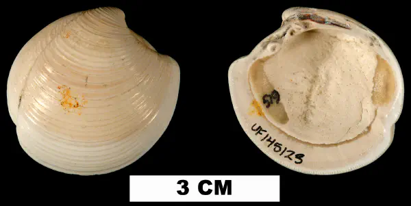 Lucina pensylvanica