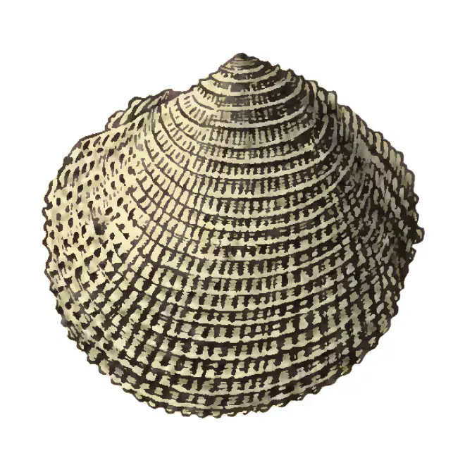 Specimen of Lucinisca calhounensis figured by Dall (1903, pl. 52, fig. 16); 10.0 mm in length.