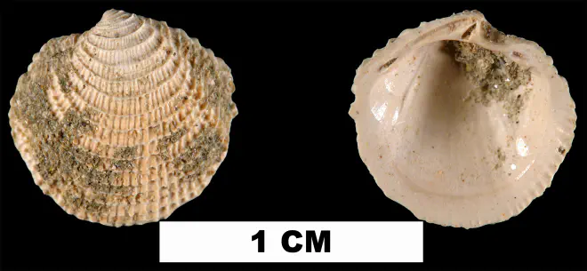 Lucinisca calhounensis from the Early Miocene Chipola Fm. of Calhoun County, Florida (UF 205090).