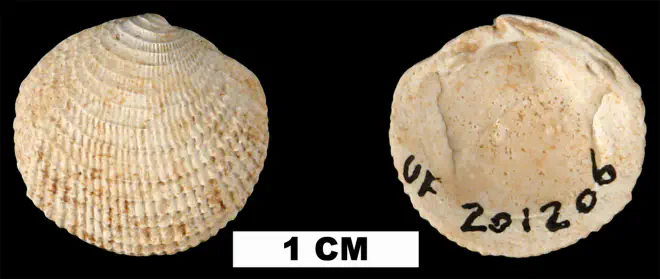 Lucinisca nassula from the Early Pleistocene Caloosahatchee Fm. of Glades County, Florida (UF 201206).