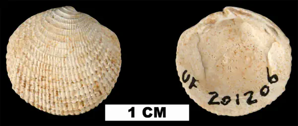 Lucinisca nassula