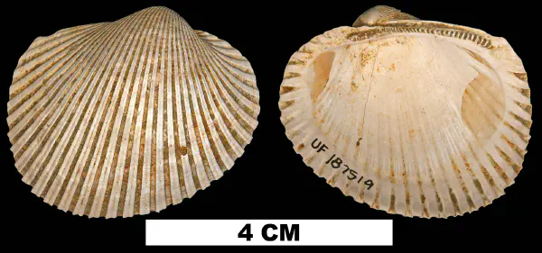 Lunarca ovalis