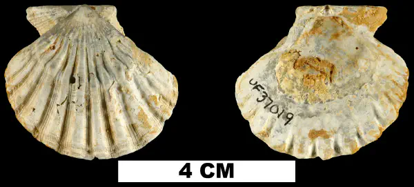Lyropecten condylomatus