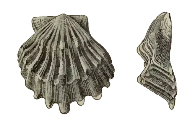 Specimen of Nodipecten condylomatus figured by Dall (1898, pl. 34, fig. 14 and 15); 24 mm in length.