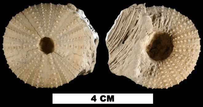 Photograph of fossil of Lytechinus variegatus.