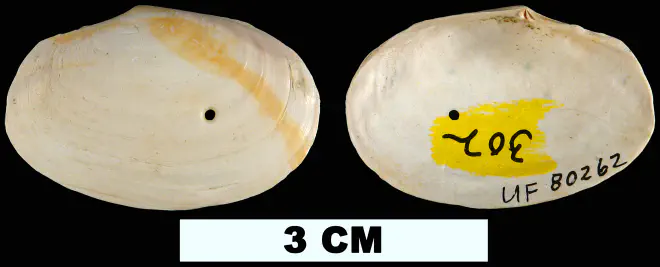 Macoma arctata from the Late Pliocene Jackson Bluff Fm. of Leon County, Florida (UF 80262).