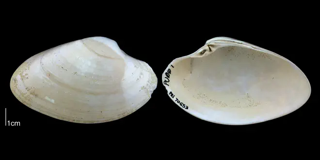 Macrocallista nimbosa from the Plio-Pleistocene Nashua Fm. of Putnam County, Florida (PRI 70653).