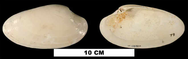 Macrocallista nimbosa from the Early Pleistocene Caloosahatchee Fm. or Middle Pleistocene Bermont Fm. (stratigraphic position uncertain) of Glades County, Florida (UF 125800).