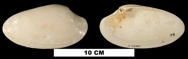 Macrocallista nimbosa