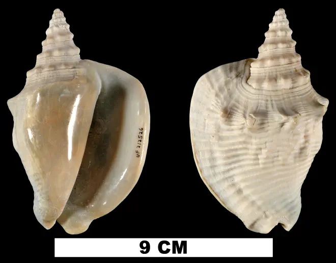 Lobatus diegelae from the Middle Pleistocene Bermont Fm. of Miami-Dade County, Florida (UF 212526).