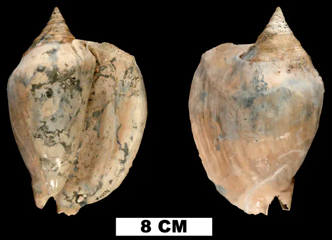 Lobatus hertweckorum from the Plio-Pleistocene (formation unknown) of Sarasota County, Florida (UF 43595).