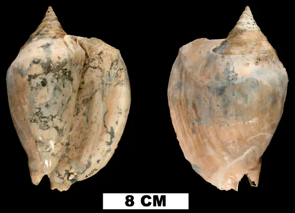 Macrostrombus hertweckorum
