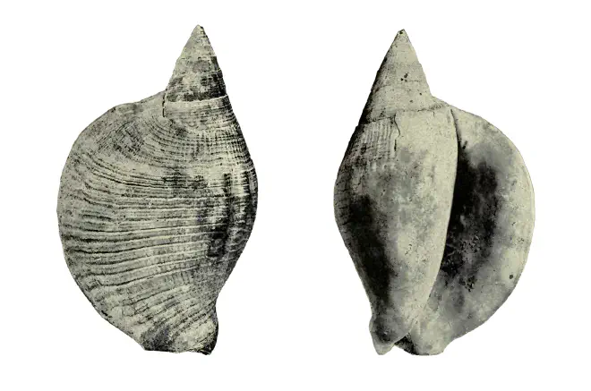 Specimen of Lobatus leidyi figured by Heilprin (1886, pl. 6, fig. 11, and pl. 7, fig. 11a); 8 in. in length.