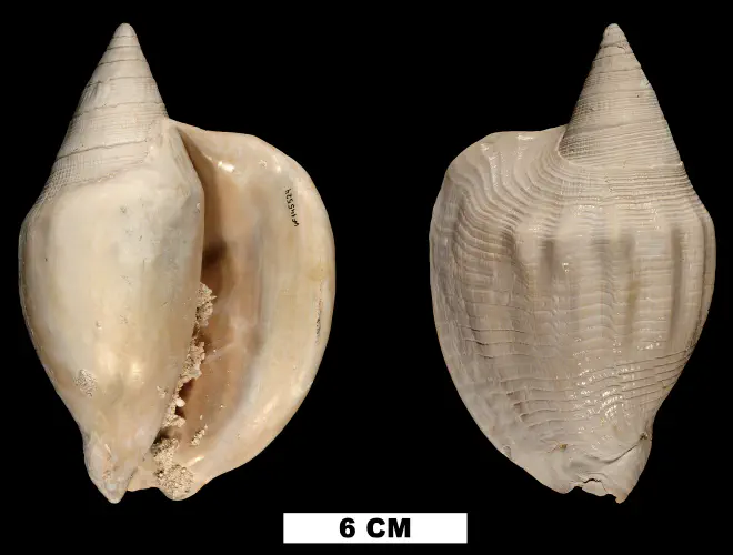 Lobatus leidyi (UF 145524).
