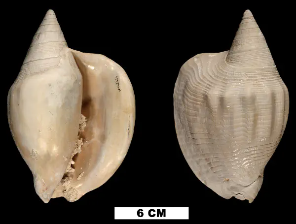 Macrostrombus leidyi