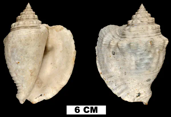 Macrostrombus mayacensis