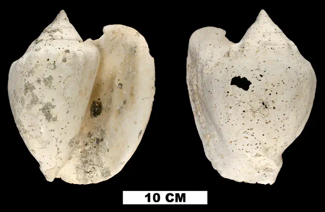 Lobatus williamsi from the Plio-Pleistocene (formation unknown) of Hendry County, Florida (UF 56860).