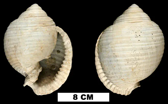 Malea densecostata from the Plio-Pleistocene (formation unknown) of Glades County, Florida (UF 138688).