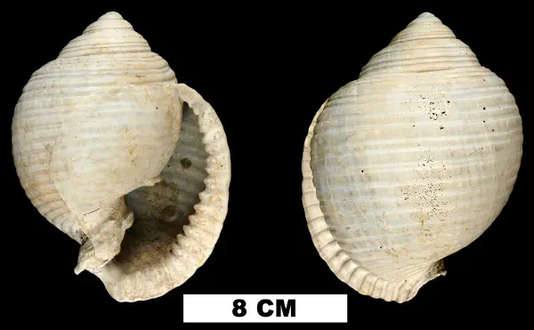 Malea densecostata