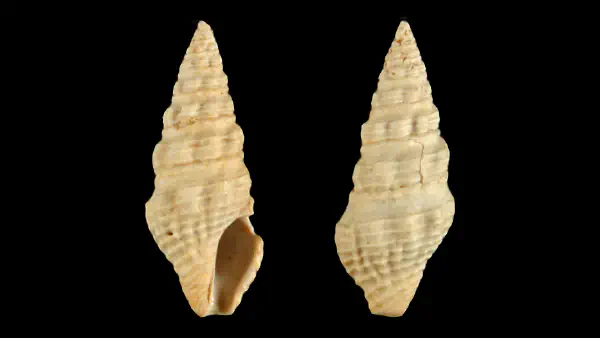 Mangelia acucincta