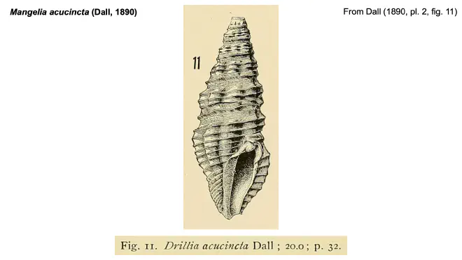 Illustration of Mangelia acucincta from Dall (1890).