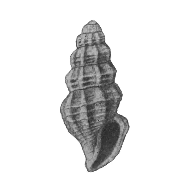 Specimen of Mangelia gardnerae figured by Mansfield (1930, pl. 3, fig. 6); 5.5 mm in length.