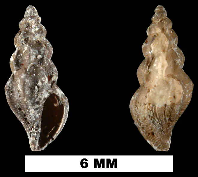 Mangelia gardnerae from the Late Pliocene Jackson Bluff Fm. of Leon County, Florida (UF 209432).