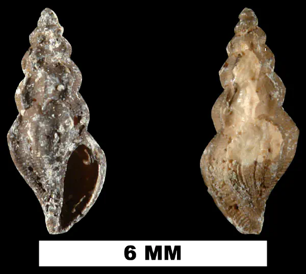Mangelia gardnerae