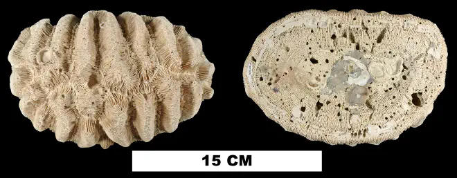 Photograph of fossil of Manicina areolata.