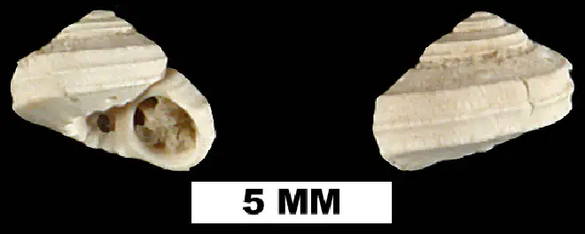 Arene tricarinata from the Early Pleistocene Caloosahatchee Fm. of Okeechobee County, Florida (UF 204816).
