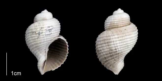 Massyla propevenusta from the Late Pliocene Tamiami Fm. (Pinecrest Beds) of Sarasota County, Florida (PRI 70188).