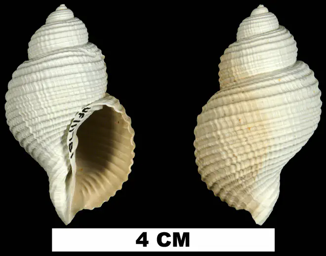 Massyla propevenusta from the Tamiami Fm. (Pinecrest Beds) of Sarasota County, Florida (UF 111781).