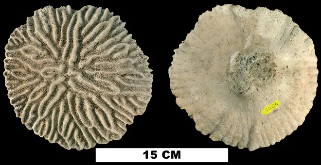 Photograph of fossil of Meandrina meandrites.