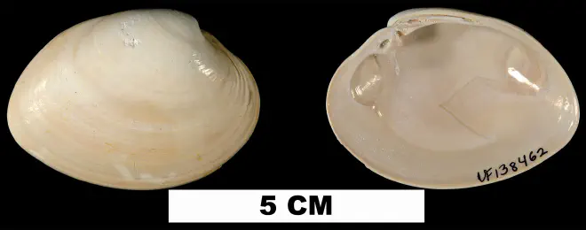 Macrocallista maculata from the Early Pleistocene Caloosahatchee Formation of Hendry County, Florida (UF 138462).