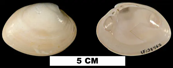 Megapitaria maculata