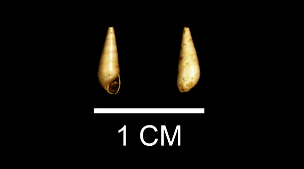 Melanella laevigata