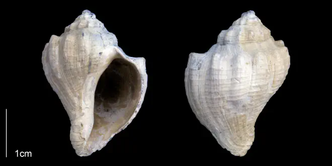 Melongena bispinosa from the Late Pliocene Tamiami Fm. (Pinecrest Beds) of Sarasota County, Florida (PRI 70062).