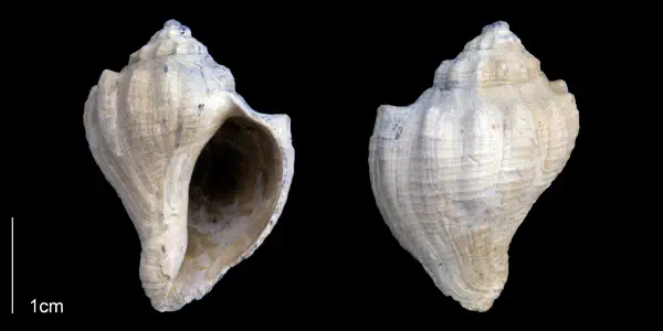 Melongena bispinosa