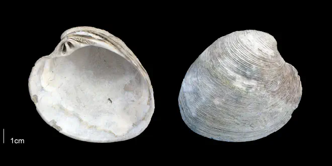 Mercenaria campechiensis from the Late Pliocene Tamiami Fm. (Pinecrest Beds) of Sarasota County, Florida (PRI 70125).