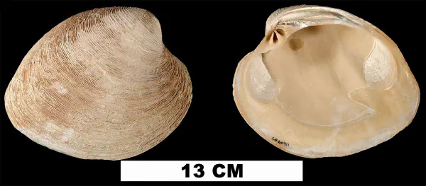 Mercenaria campechiensis
