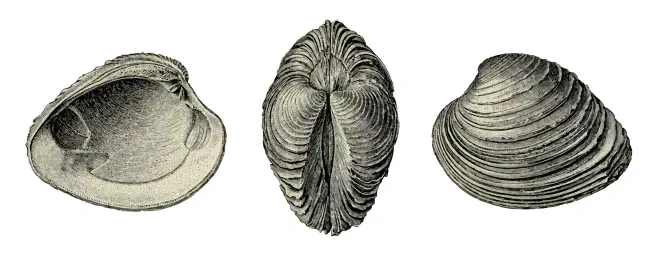 Specimen of Mercenaria langdoni figured by Dall (1900, pl. 42, fig. 2, 7, and 12); 88.0 mm in length.