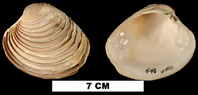 Mercenaria langdoni from the Early Miocene Chipola Fm. of Calhoun County, Florida (UF 188311).